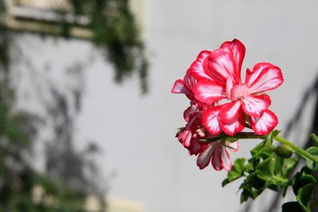 Emelce Apart Bodrum Esterno foto